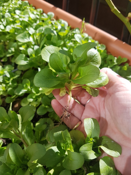 What's this plant?