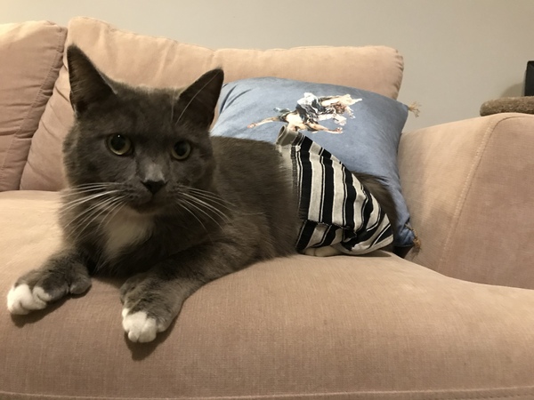 How can I cheer up my cat?