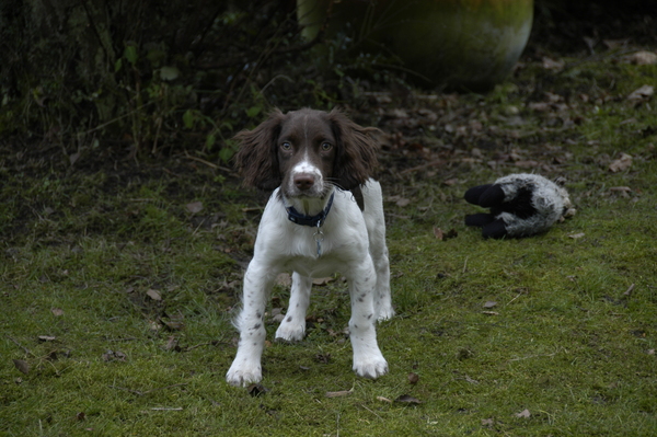 Photos of your dogs to cheer us all up!