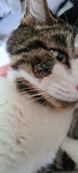 My cat has a small facial wound, what do i do?