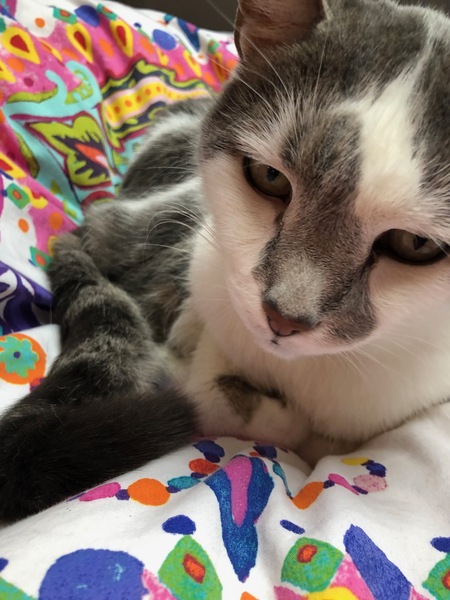 The 'Positive Mental Health' Corona virus thread Part II