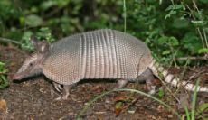 Can you tell me what is this ?animal