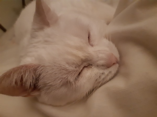 What's your DCat up to today? (Thread 7!)
