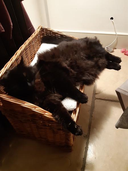 Positive thinking, cat photos etc