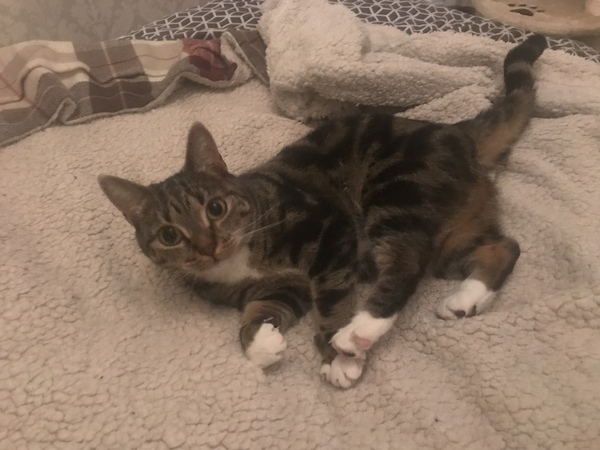What is your cat called?
