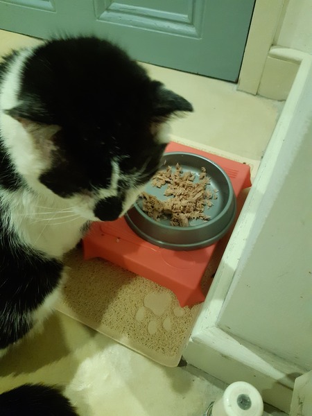 What's your DCat up to today? (Thread 7!)