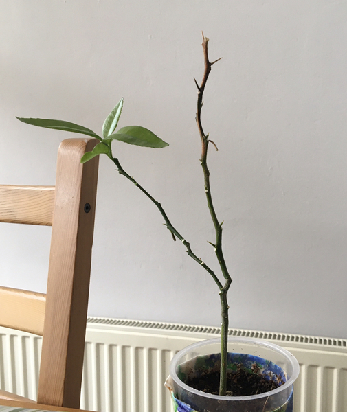Thread for really fucking ugly houseplants