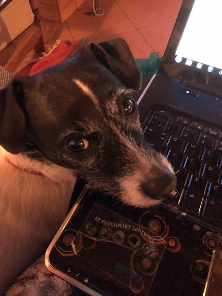 Dog with no off switch
