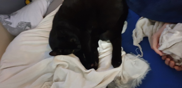 What are your pets up to today?