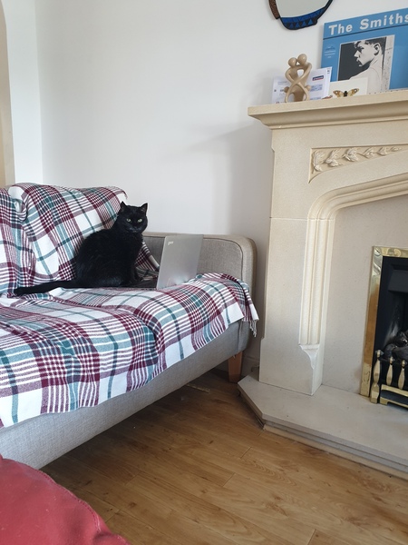 Working from home cats