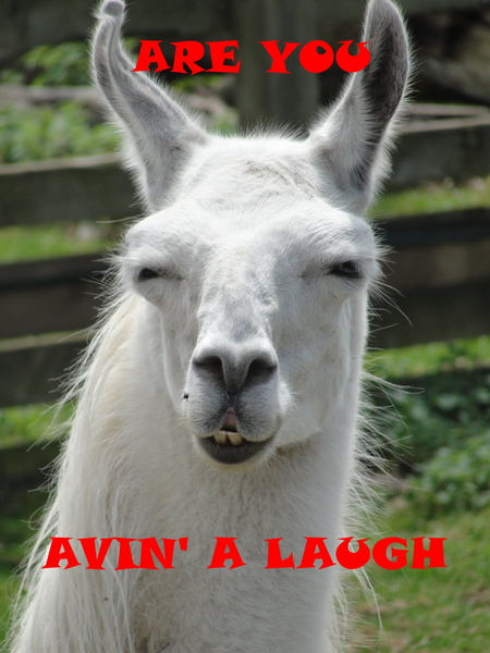 The hopefully amusing pics/memes thread