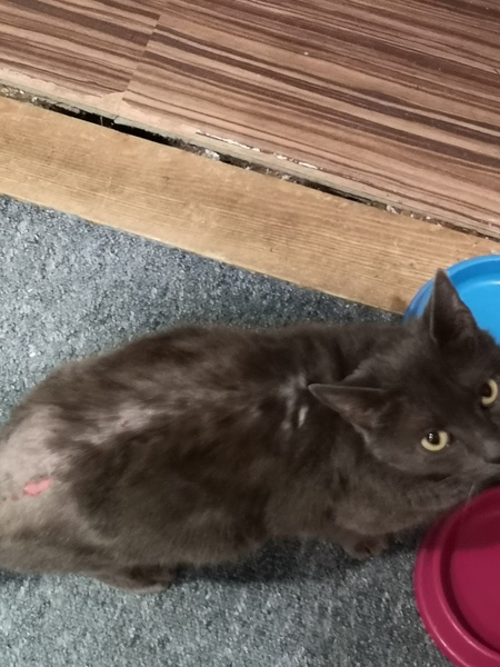 AIBU to think this isn'tbeing caused by fleas?!
