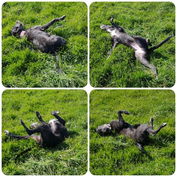 What are your pets up to today?