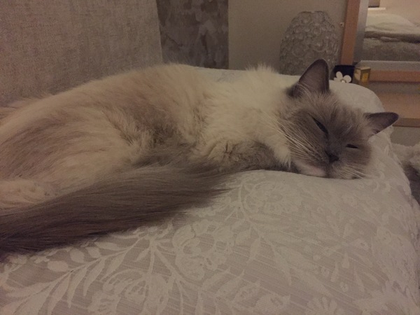 Where is your cat overnight?