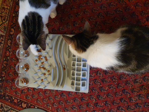 What's your DCat up to today? (Thread 7!)