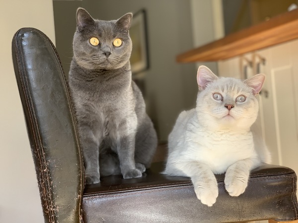 Please could you all post photos of your cats and dogs?