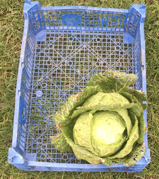 Allotment/Veg Patch Thread 15 - will winter ever end?