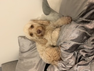 Is it possible to get a dog when everyone works full time?