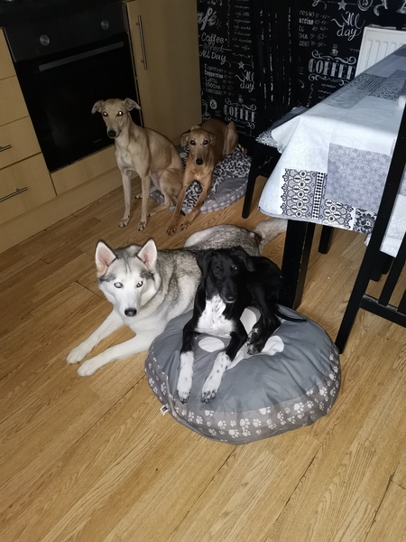 What's your dog called?