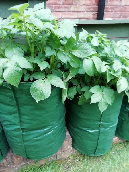 Easy veg to grow?