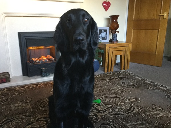 My 16 month old dog attacked another dog