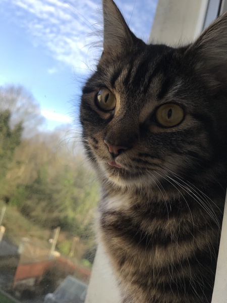 Paws, Ollie, Captain V and all the rest