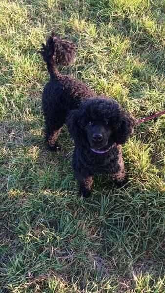 Poodle then