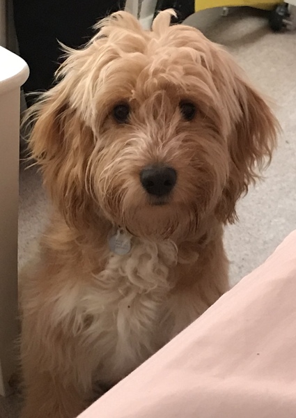 Photos of your dogs to cheer us all up!