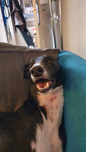 After the gorgeous ddog threads can we have a daft one?