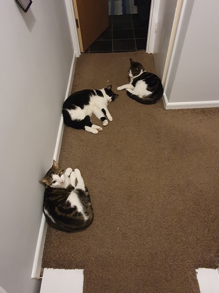 What is your cat called?