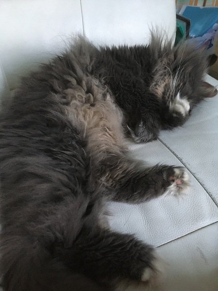 Kitty anal glands blocked