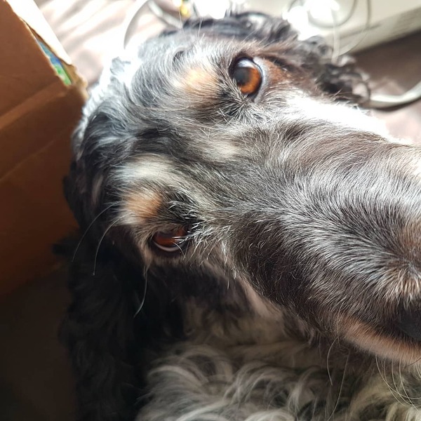 To want to show you my beautiful doggo