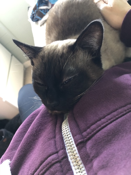 The 'Positive Mental Health' Corona virus thread Part III