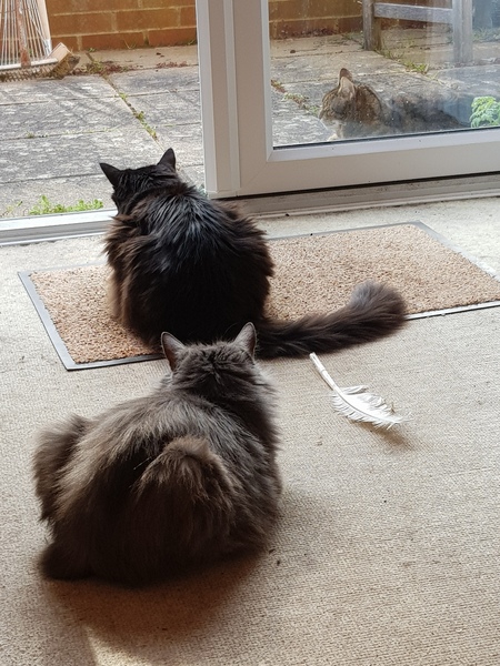 Thug Cat part 2. What, has this thing appeared again tonight?