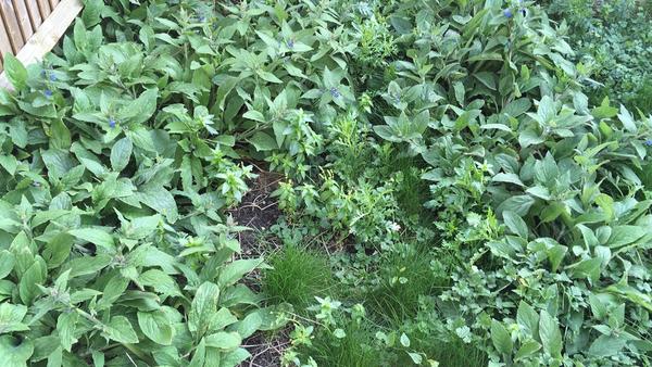 Weed Identification