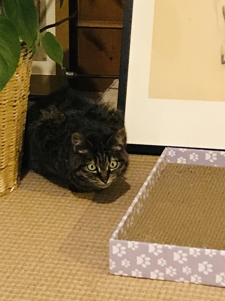 Please could you all post photos of your cats and dogs?