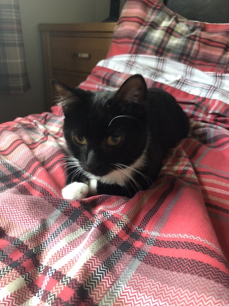 What is your cat called?