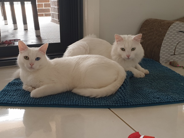 White cats - can I please see yours