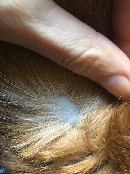Hair loss - cause for concern (pic)
