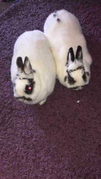 What are your pets up to today?