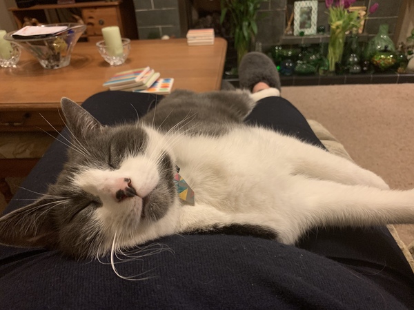 Dcat keeping me sane