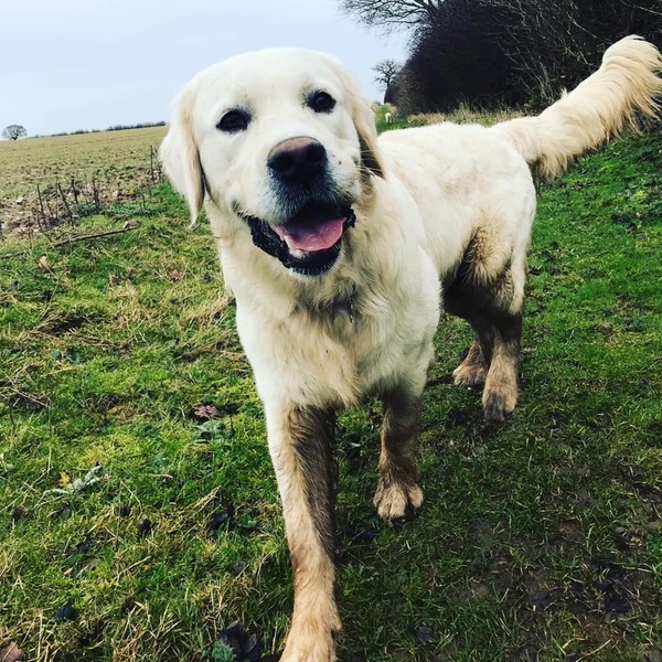 To want to show you my beautiful doggo