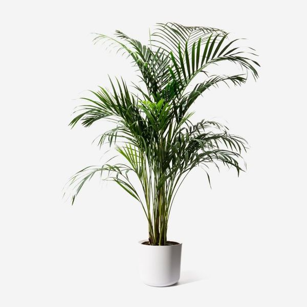 Large plant for a cold, light bathroom