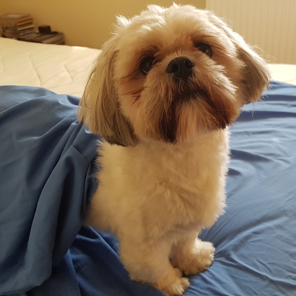 Photos of your dogs to cheer us all up!