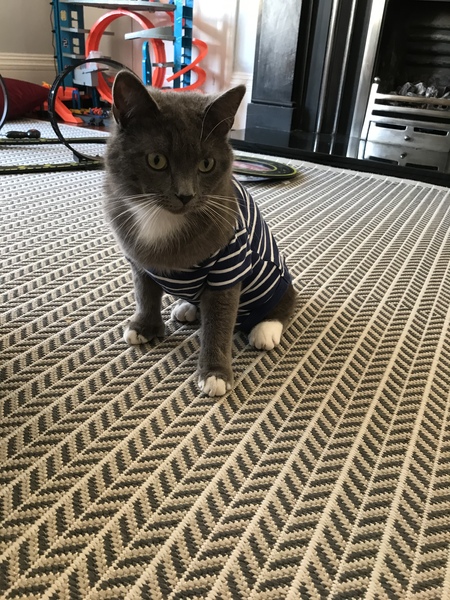 Cat keeps getting beaten up