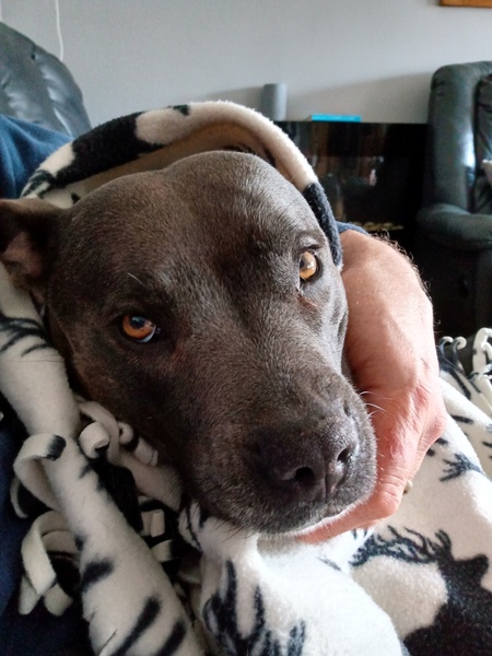 What are your pets up to today?