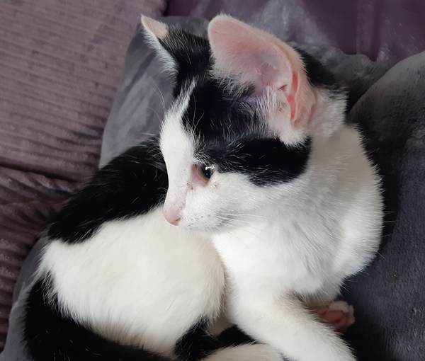 New rescue kitten very vocal!