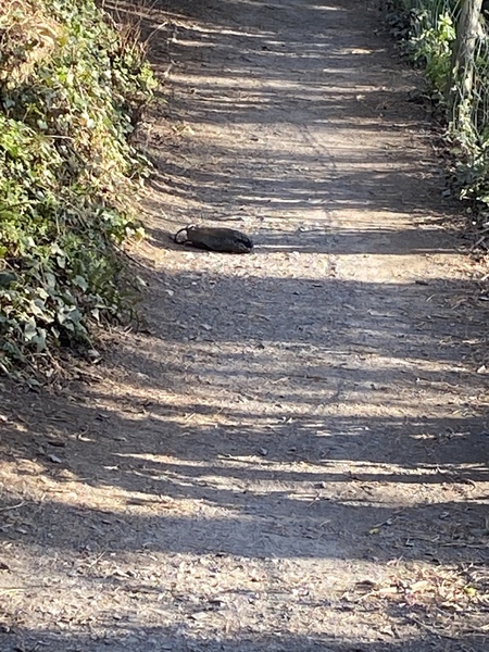 Can you tell me what is this ?animal