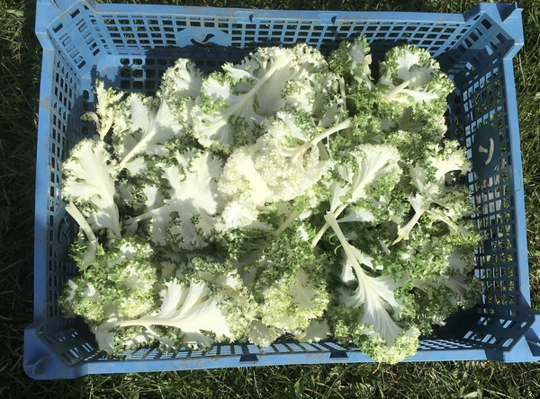 Allotment/Veg Patch Thread 15 - will winter ever end?