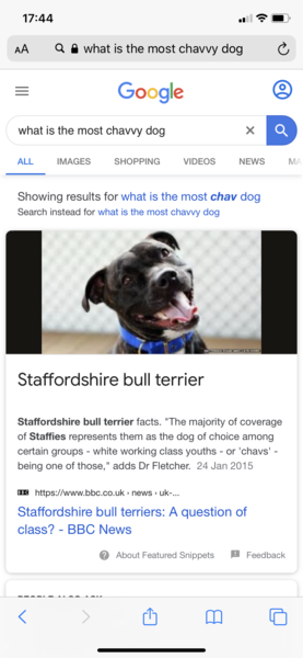 Most popular dogs in your area...